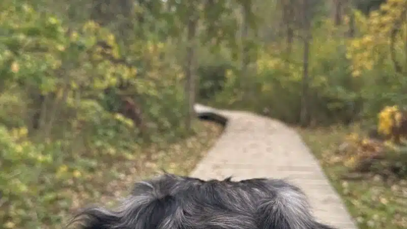 Downy Loop Trail - Hudson, OH
