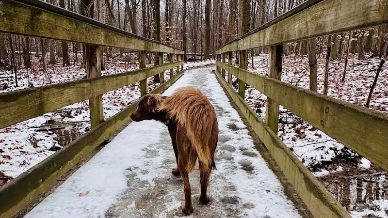 Downy Loop Trail - Hudson, OH
