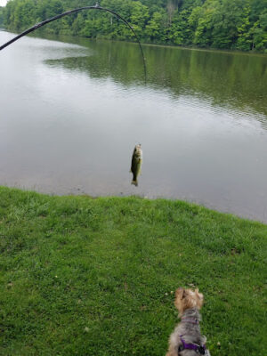 Hudson Springs Park