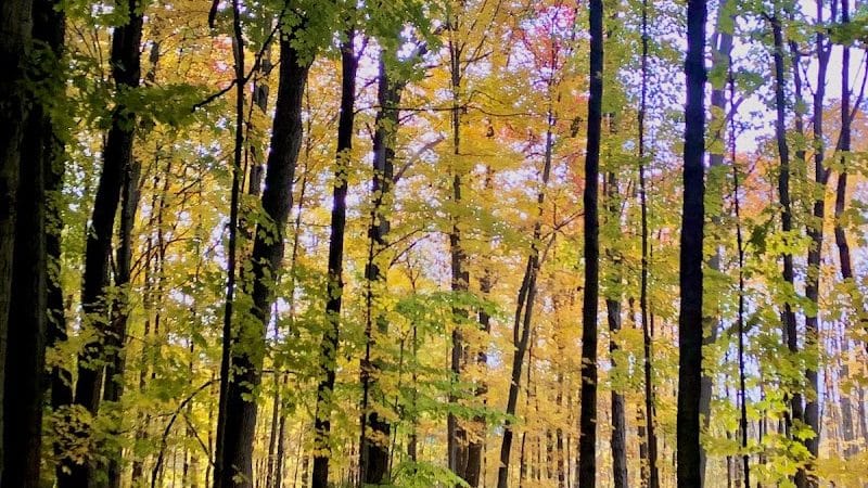 Wood Hollow Metro Park - Hudson, OH