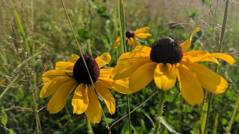 Wood Hollow Metro Park - Hudson, OH