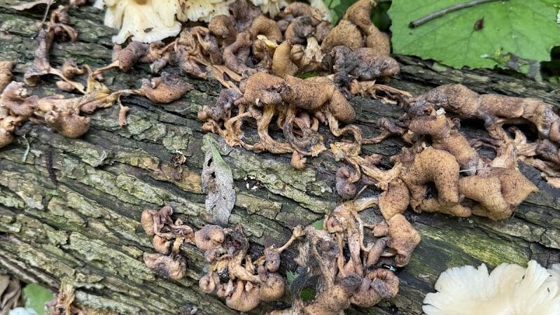 Hemlock Creek Trail - West Creek Conservancy - Independence, OH