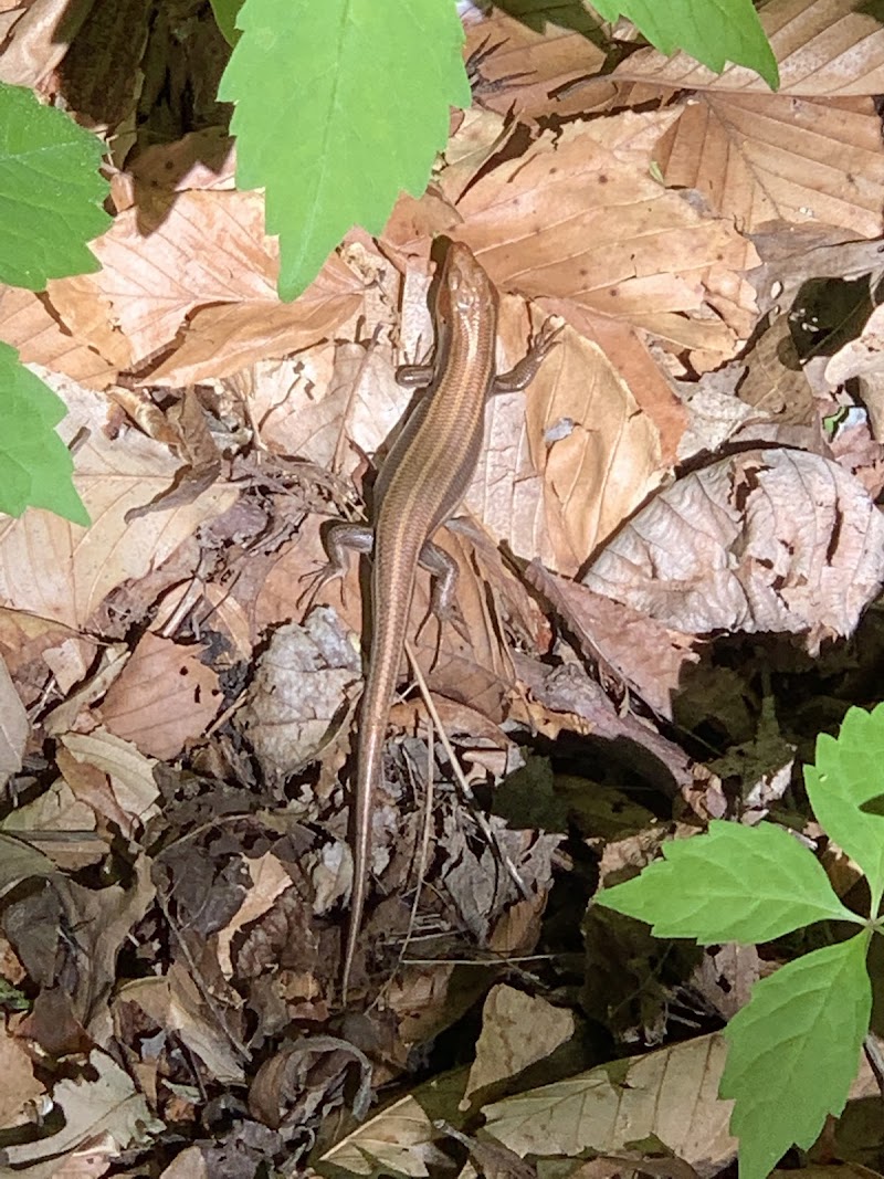 Botkins Park - Jackson Center, OH