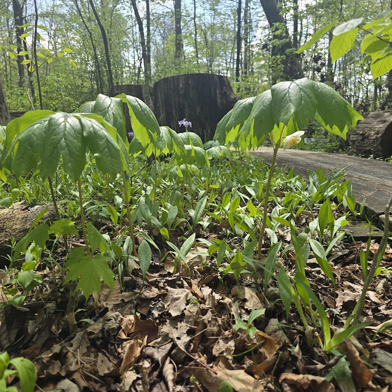 Botkins Park - Jackson Center, OH