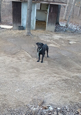 Jackson County Dog Warden