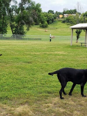 Peppers Dog Park