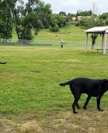 Peppers Dog Park