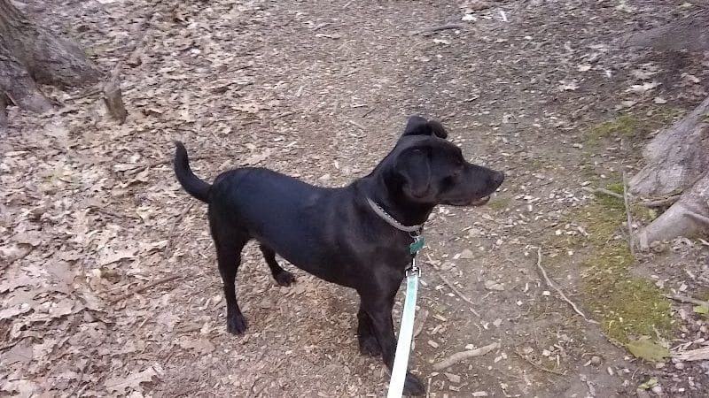 Jefferson Dog Park - Jefferson, OH