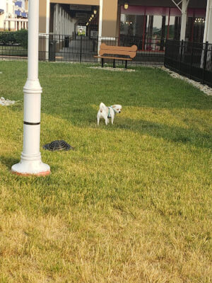Destination Dog Park