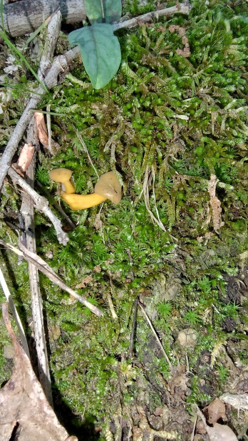Monroe Lake Wildlife Area - Jerusalem, OH