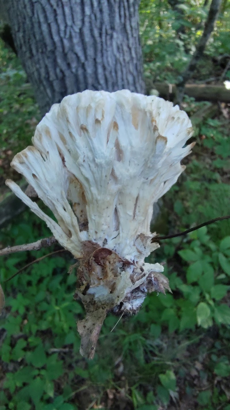 Monroe Lake Wildlife Area - Jerusalem, OH