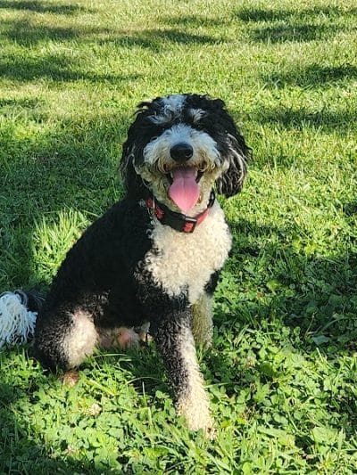 Johnstown (OH) Dog Park - Johnstown, OH