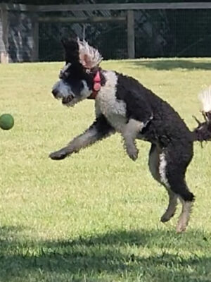 Johnstown (OH) Dog Park