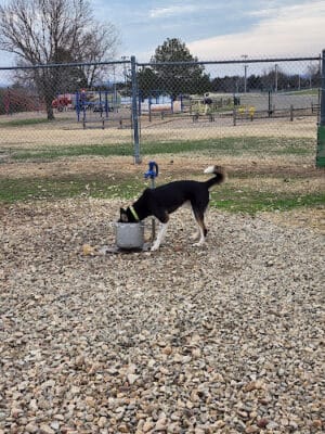Dog park