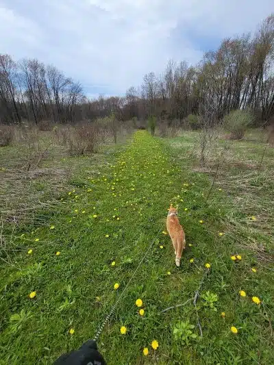 Cranberry Creek Park - Kent, OH