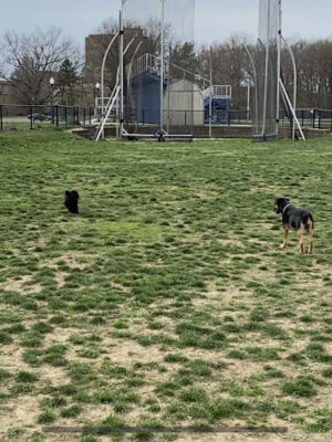 Dog Park (Unofficial)