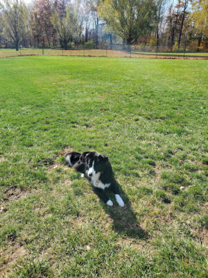 Boy Scout Dog Park