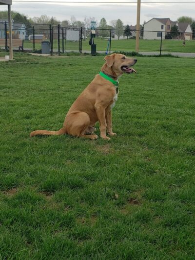 Boy Scout Dog Park - Kenton, OH