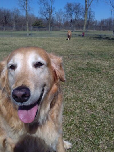 Kenton Bark Park Dog Park - Kenton, OH