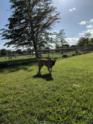 Kenton Bark Park Dog Park
