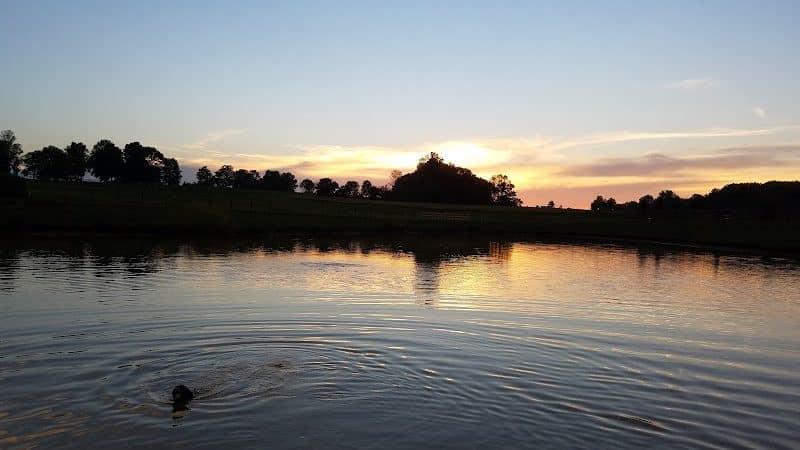 Canine Meadow - Dog Park - Kirtland, OH