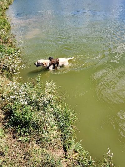 Canine Meadow - Dog Park - Kirtland, OH