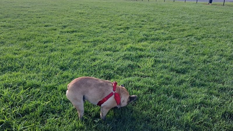 Canine Meadow - Dog Park - Kirtland, OH