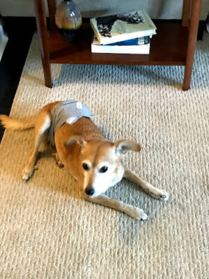 Kitty Sitting + Doggies 2 LLC
