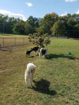 Dog Park Association of Greater Lafayette