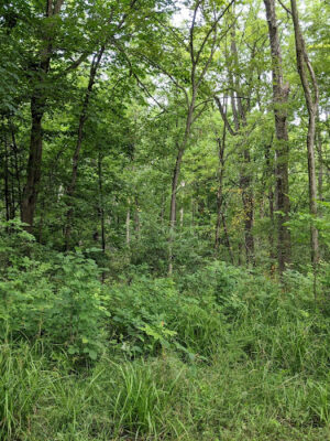 Carlisle Reservation