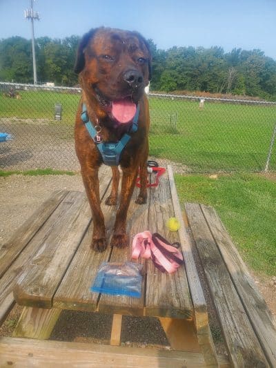 Bark Until Dark Dog Park - Lakeside Marblehead, OH
