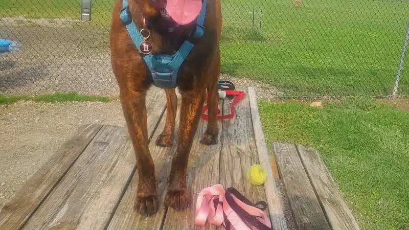 Bark Until Dark Dog Park - Lakeside Marblehead, OH