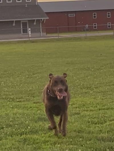 Bark Until Dark Dog Park - Lakeside Marblehead, OH