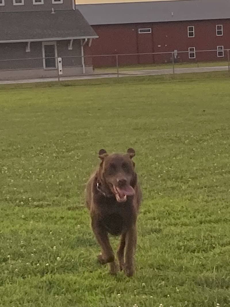 Bark Until Dark Dog Park - Lakeside Marblehead, OH