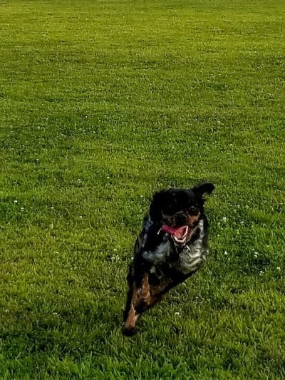 Bark Until Dark Dog Park - Lakeside Marblehead, OH