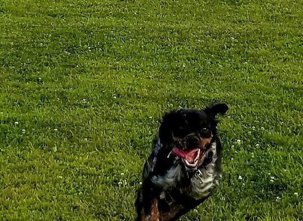 Bark Until Dark Dog Park - Lakeside Marblehead, OH