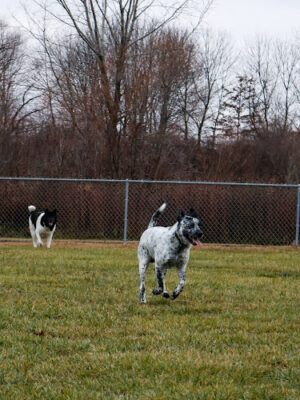 Old Field Beach Dog park