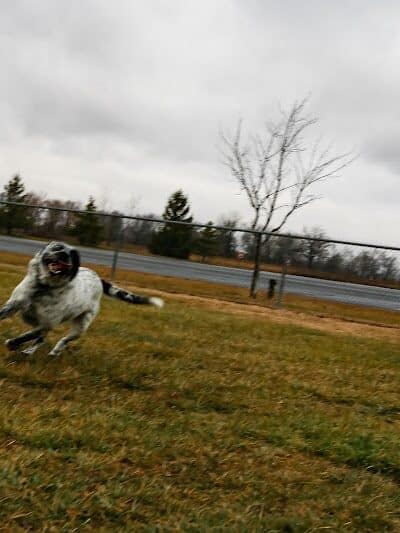 Old Field Beach Dog park - Lakeview, OH