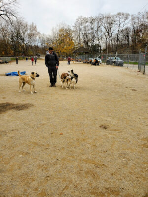 Lakewood Dog Park