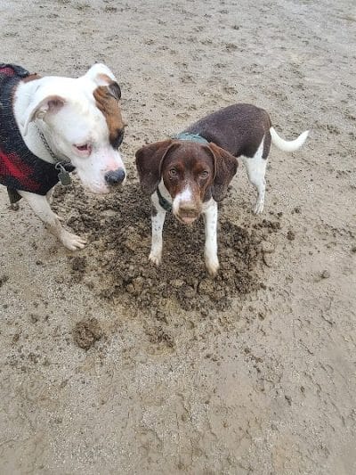 Lakewood Dog Park - Lakewood, OH