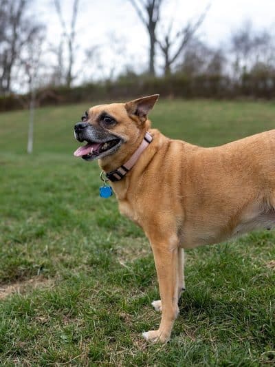 Fairfield Area Humane Society Public Dog Park - Lancaster, OH