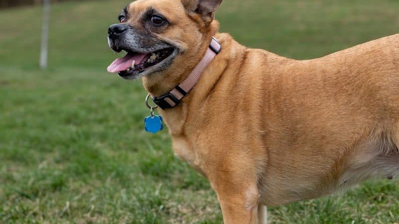 Fairfield Area Humane Society Public Dog Park - Lancaster, OH