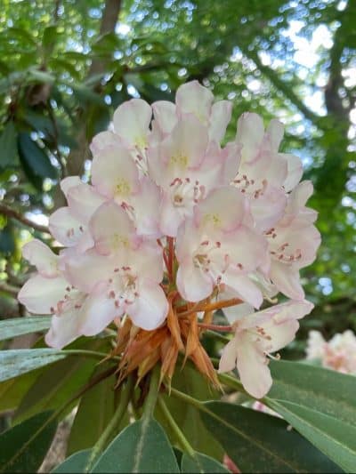 Rhododendron Cove State Nature Preserve - Lancaster, OH