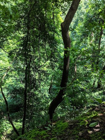 Rhododendron Cove State Nature Preserve - Lancaster, OH