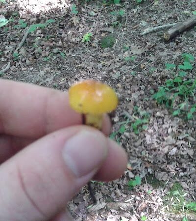 Pike State Forest - Latham, OH