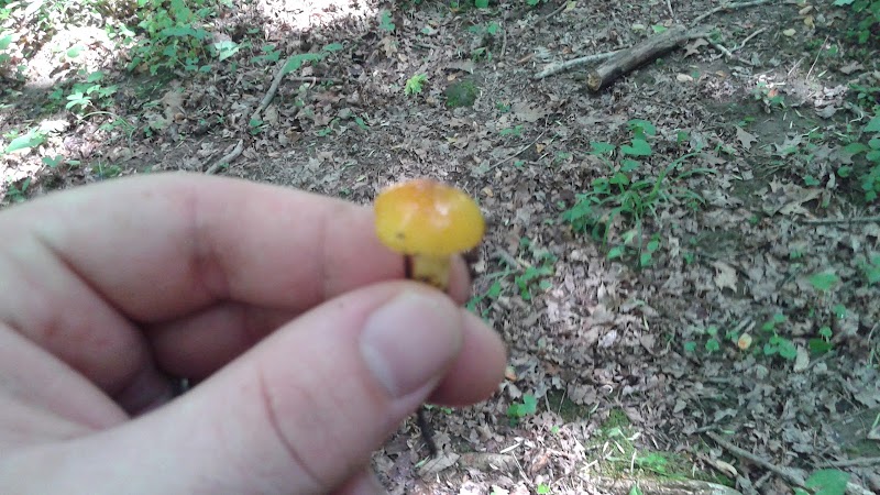 Pike State Forest - Latham, OH
