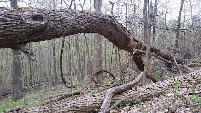 Pike State Forest - Latham, OH