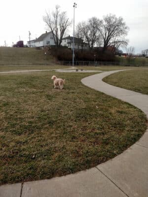 Gus's Dog Park