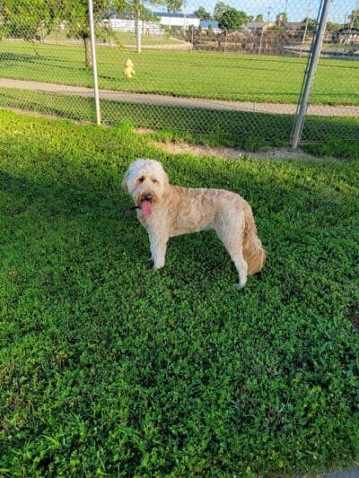 Gus's Dog Park - Lawrenceburg, IN