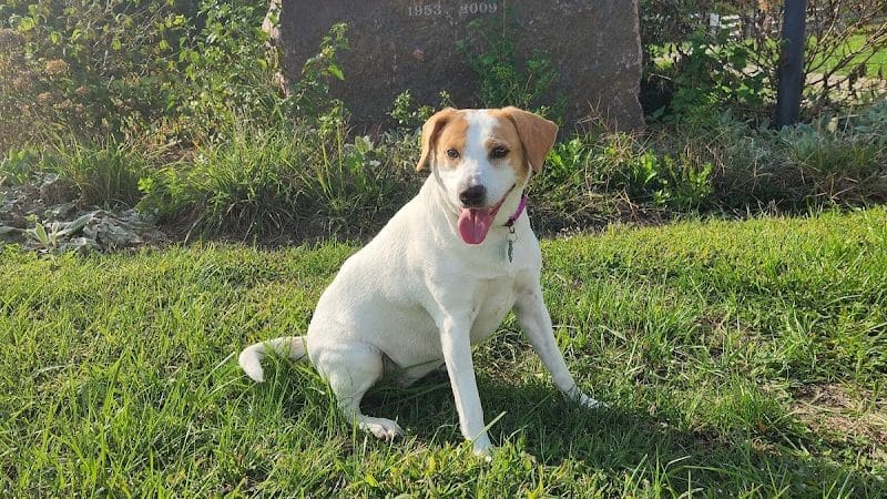 Ida Juris Bennett Dog Park - Lebanon, OH